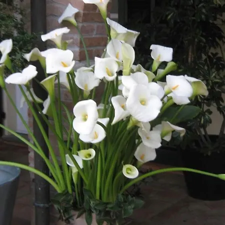 Casale Coreallo Bed & Breakfast