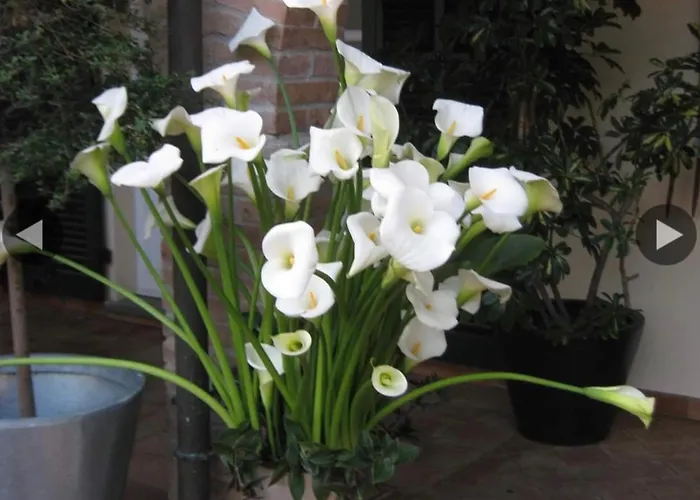 Casale Coreallo Bed & Breakfast